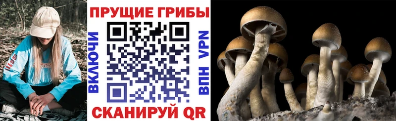 Галлюциногенные грибы Magic Shrooms  Купить где  Горняк 